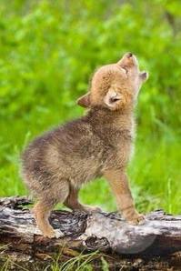 baby-coyote-wolf